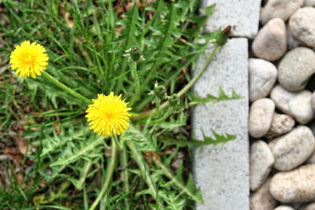 Weed Management